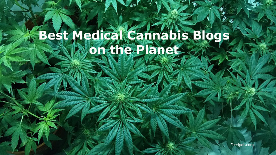 Cannabis Blog